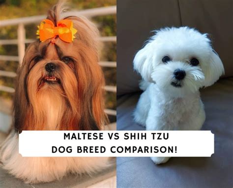 Maltese Vs Shih Tzu Dog Breed Comparison 2023 We Love Doodles