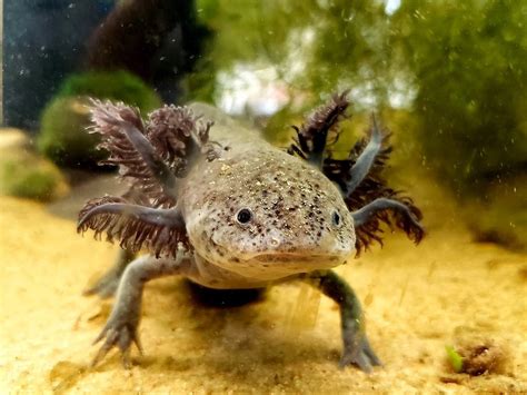 Curious About This Axolotl Could Anyone Help And Identify What Type It