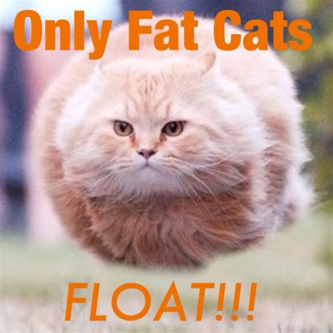 When Fat Cats Fly Funny Stuff Pinterest