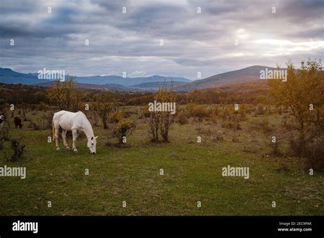 Arabian White Horse Graze On A Pasture At Sunset In The Sunbeams