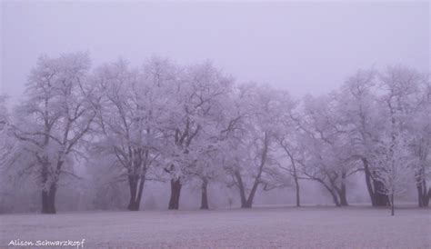 Hintergrundbilder Bäume Natur Schnee Winter Ast Morgen Nebel