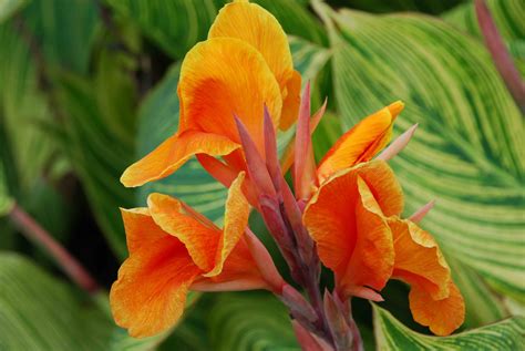 Uj World Home Canna Quick Guide To Plant Canna Flower Bulb