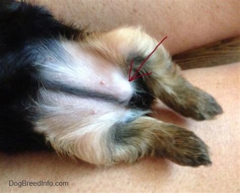 How Much Does It Cost To Repair An Umbilical Hernia In A Puppy