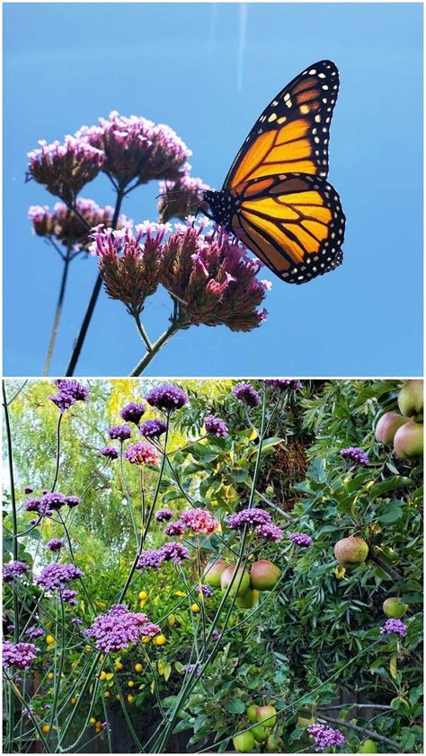 Maybe you would like to learn more about one of these? Top 23 Plants for Pollinators: Attract Bees, Butterflies ...