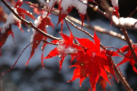The Red Leaves Are Covered In Snow