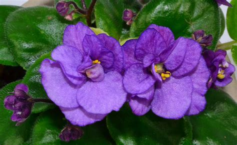 Robs Silver Spook African Violet Flowers
