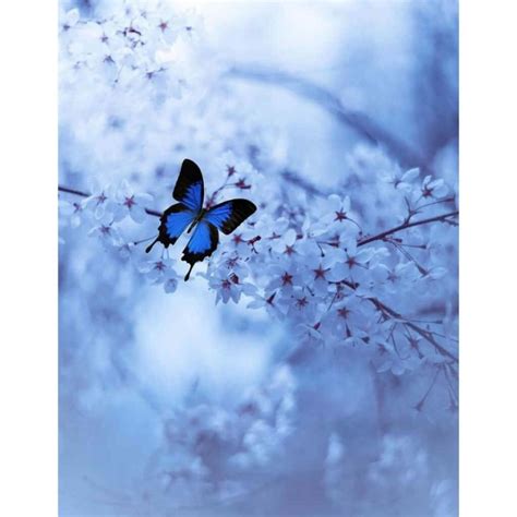 Download Blue Butterfly Pretty Profile Pictures