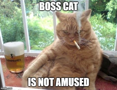 Image Tagged In Mob Boss Catangry Catcatsfunny Catsevil Cat Imgflip