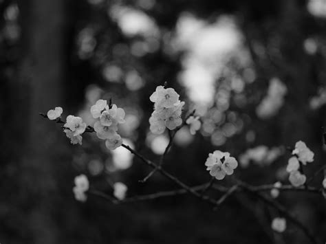 The Best and Most Comprehensive Black And White Cherry Blossom