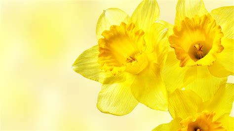 Daffodils Flowers Yellow Flowers Wallpapers Hd Desktop And Mobile