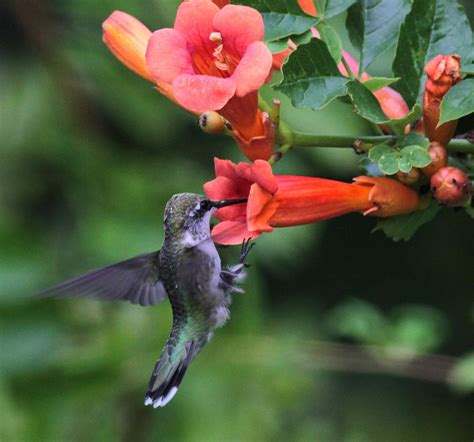 Plants For Birds A Growing Effort Audubon Florida
