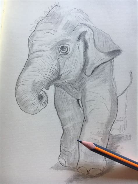 Kleiner Elefant Elefant Malen Elefanten Skizze Zeichnungen