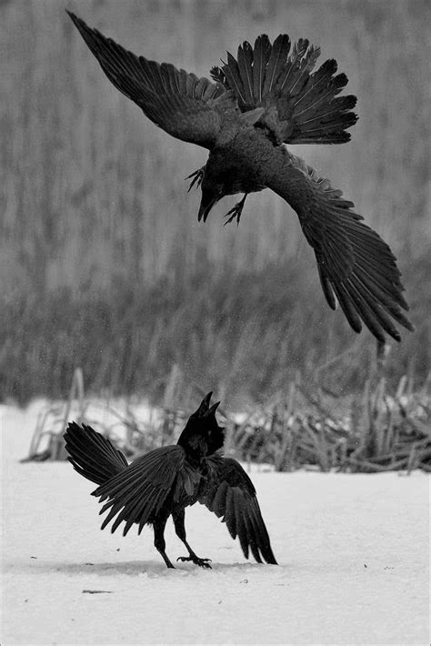 Black And White Nature Bird Fight 4 Season World Animals Black And