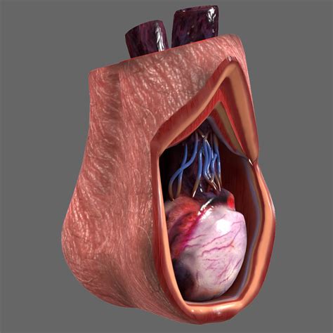 Human Testicle Anatomy 3d Model By Bluelou