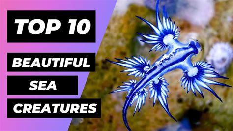 Top 10 Most Beautiful Sea Creatures In The World 1 Minute Animals