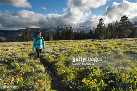 A Woman Hikes Through A Field Of Wildflowers In Desolation Wilderness