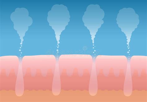 Les Couches De Peau Et De Pores Illustration De Vecteur Illustration