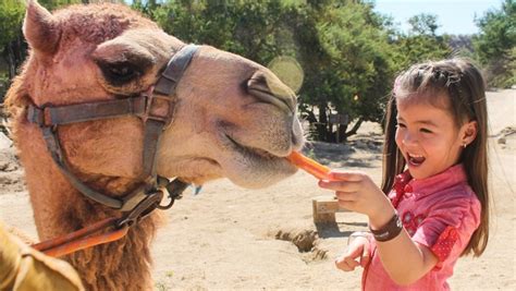 Encuentro Con Camellos My Experience Tours