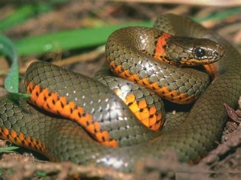 Top 20 Dangerous And Fabulous Anaconda Snake Wallpapers In Hd