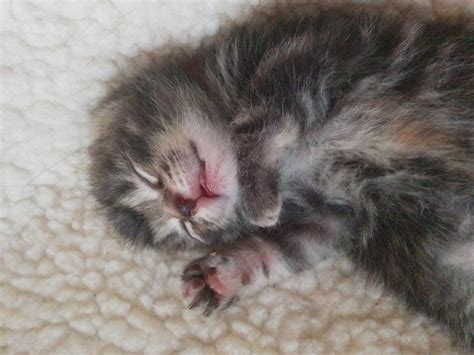 11 Day Old Kittens Wordless Wednesday