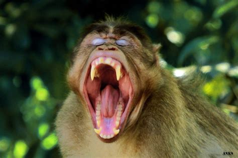 Monkey Yawning By Anks Photography On Youpic