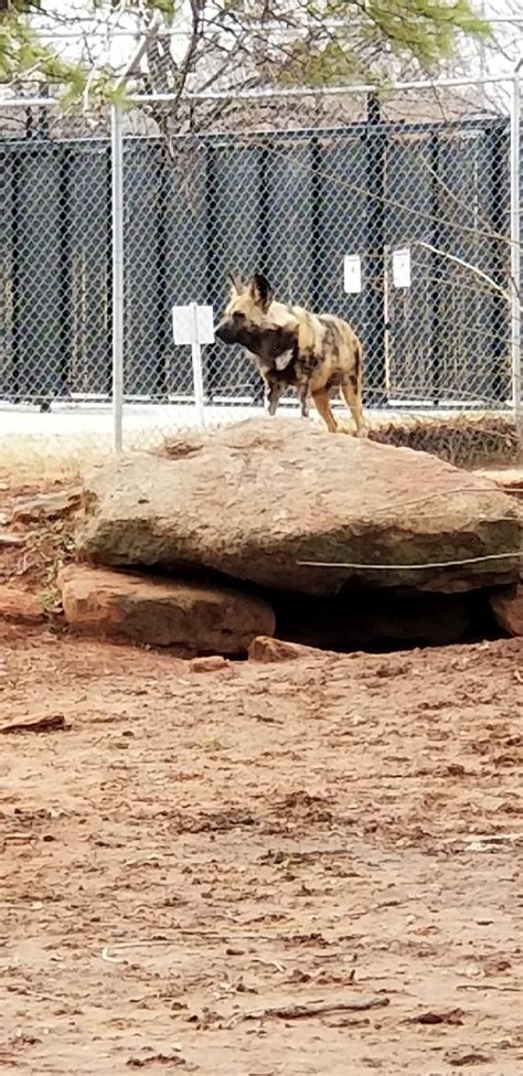 Oklahoma City Zoo 2019 All You Need To Know Before You Go With