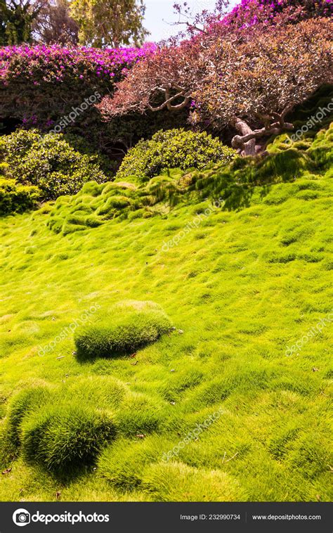Vibrant Juicy Clumps Korean Velvet Grass Zoysia Tenuifolia Zoysiagrass