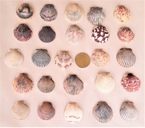 25 Scallop Seashells 4 Size Options Free Us Shipping