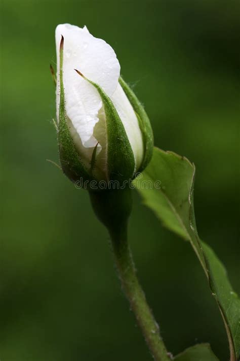 Bud Of A White Rose Stock Image Image Of Plant Beauty 16618589