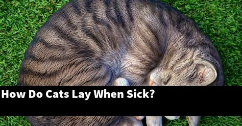 How Do Cats Lay When Sick Catstopics
