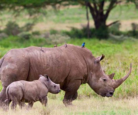 Endangered Animals In Africa Threatened Wildlife