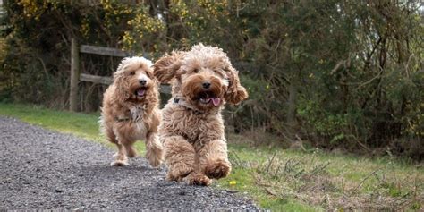 Cockapoo Personality Temperament Cockapoo Hub