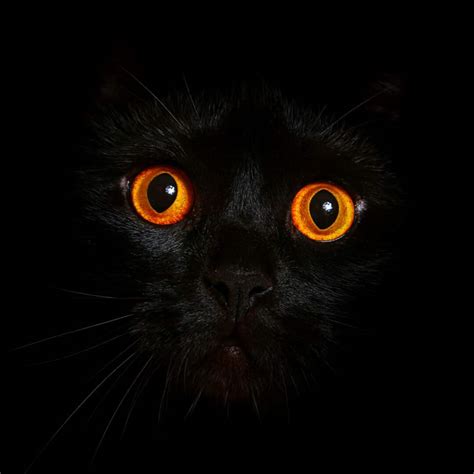 Black Cats With Purple Eyes