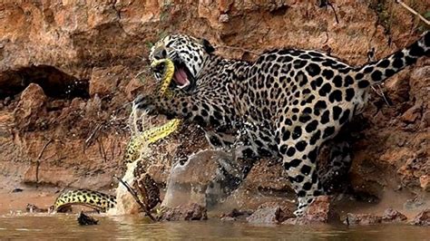 Jaguar Vs Anaconda ¿quién Ganaría Epic Versus 🐆🆚️🐍 Youtube
