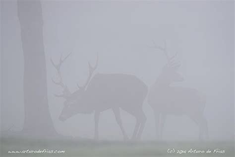 B Arturo De Frias Wildlife Photography B Red Deer In The Mist