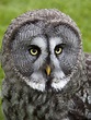 File:Great Grey Owl 2 (4570453977).jpg - Wikimedia Commons