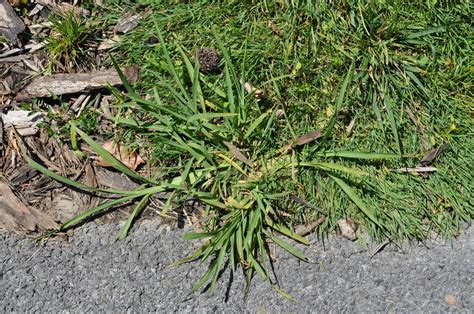 Dallisgrass Vs Crabgrass How To Tell Crabgrass From Dallisgrass