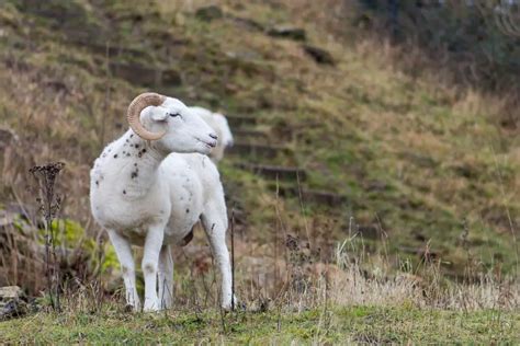 Wiltshire Horn Breed Information History And Facts