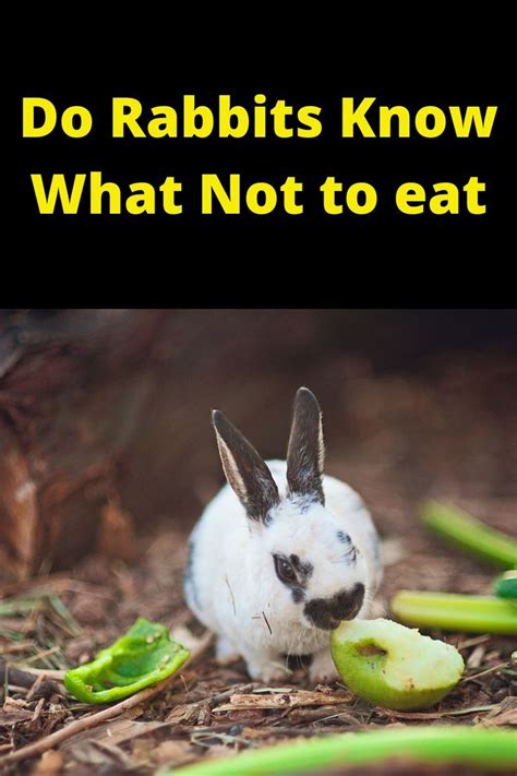 Do Rabbits Know What Not To Eat In 2020 Rabbit Rabbit Farm Raising