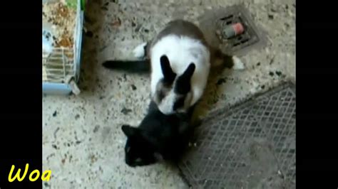 Rabbit Mating Cats Youtube