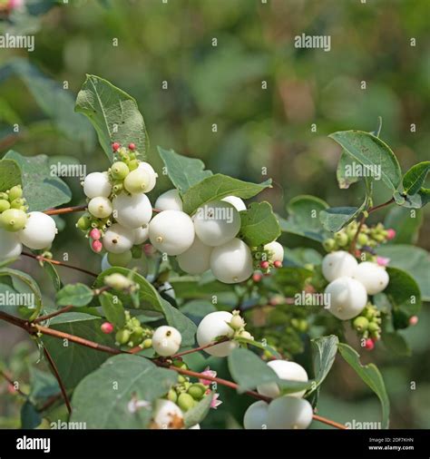Snowberry Summer Hi Res Stock Photography And Images Alamy