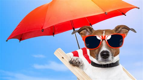 Cute Dog Summer Wallpapers Top Free Cute Dog Summer Backgrounds