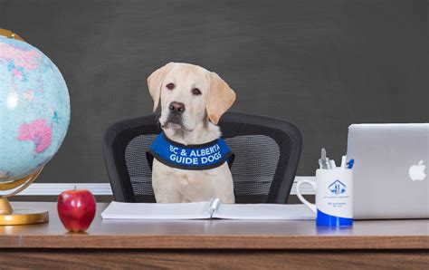 Puppy Training Bc And Alberta Guide Dogs