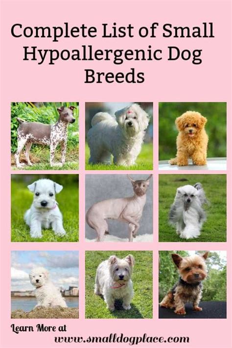 Small Hypoallergenic Dogs Hypoallergenic Dog Breed Hypoallergenic
