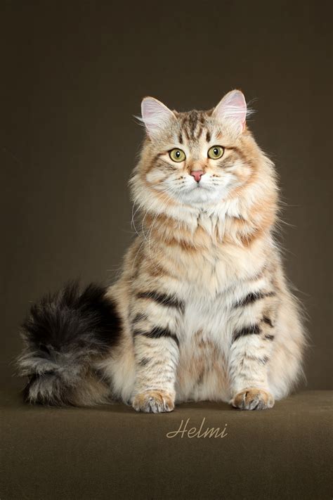 Welcome to angel of siberia! Snowgum Siberians - Siberian Cat Breeder - Sydney, NSW