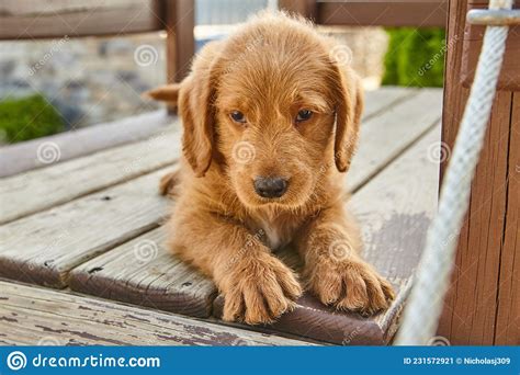 Labradoedle Puppy Met Poten Uitgerekt Op Houten Planken En Er Uitziet