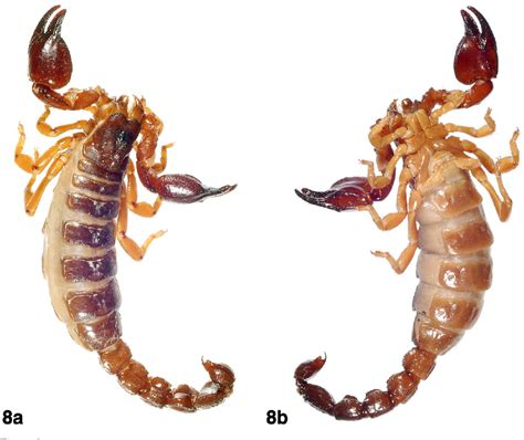 Figure 1 From Rare Or Poorly Known Scorpions From Colombia Iv