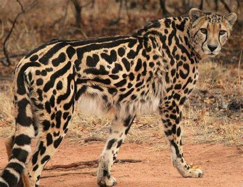 The King Cheetah Is A Rare Mutation Of The Cheetah Characterized By A