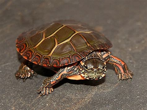 Eastern Painted Turtles For Sale The Turtle Source