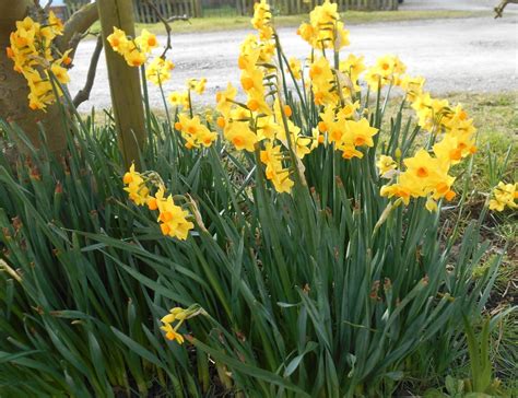 Four Bulbs For Early Spring Flowers